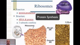 Nucleus amp Ribosomes [upl. by Kelli786]