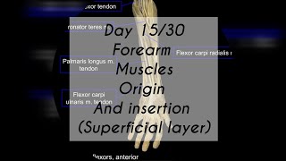 FOREARM MUSCLES ANTERIOR PART SUPERFICIAL LAYER ORIGIN AND INSERTION [upl. by Aland906]