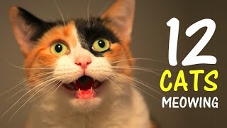 12 CATS MEOWING LOUDLY  Make your Cat Go Crazy 20 HD [upl. by Yarvis]