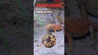 La alimentación y la muda en las Pogonas Dragón barbudo shorts pogona pogonavitticeps [upl. by Gordie183]