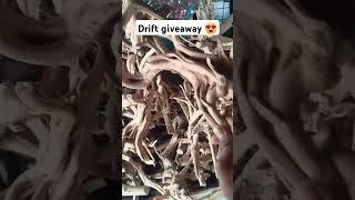 Drift wood for giveaway ❤😍 shorts virslshorts youtubeshorts driftwood aquariam [upl. by Phiona]