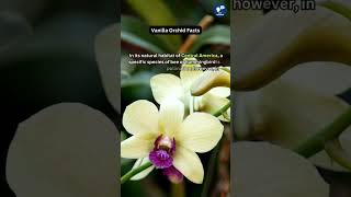 The Vanilla Orchid shorts facts vanillaorchid [upl. by Nnaes]