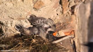 Black Redstart Phoenicurus ochruros feeding Common Cuckoo Cuculus canorus chick [upl. by Sacul884]