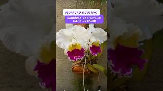 Como cultivar Orquídea em Telha de barro Elas enraizam muito orquídea Cattleya phalaenopsis [upl. by Atinnek]