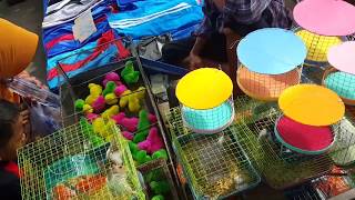 Sansa Beli Ayam Warna warni Hamster Mobil Mainan Minggu Pagi di Manahan Solo [upl. by Ztnahc]