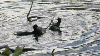 Fighting Common Moorhens Gallinula chloropus  Kämpfende Teichhühner bzw Teichrallen 1 [upl. by Modnarb]