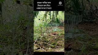 dak pakhi dhora fatruak ruak bird trap [upl. by Iana]