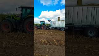 Claas Axion 950  Fliegl ASW 3101 Gigant [upl. by Persian]