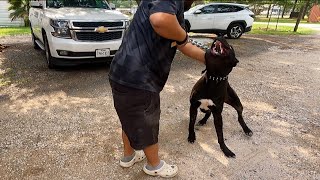 Wild 11 mos Old Corso Pup Won’t Stop Biting His Family  Zeus Almighty [upl. by Alarise31]