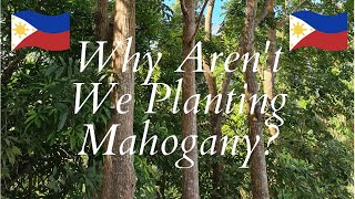 Why we Arent Planting Mahogany [upl. by Allertse]