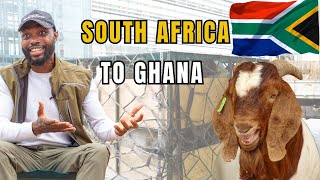 IMPORTING LIVESTOCK FROM SOUTH AFRICA AVOID THESE DEADLY MISTAKES IN GHANA NIGERIA LIBERIA [upl. by Namrak390]