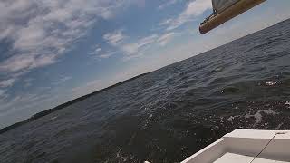 Pamlico River Dolphins [upl. by Lussier390]