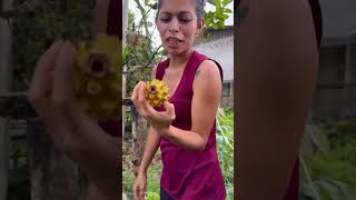 Cosechando pitahaya naturaleza pitahaya pitaya fruit plantas [upl. by Nimocks]