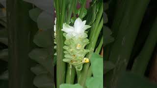 ఈ మొక్కకి పువ్వులు పూస్తాయి అని మీకు తెలుసా  TELUGU GARDEN VLOG [upl. by Dina]