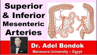 Superior and Inferior Mesenteric Arteries Dr Adel Bondok [upl. by Scornik]