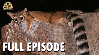 Wild America  S10 E8 Ringtailed Rascals  Wild America Animal Channel [upl. by Suivart]