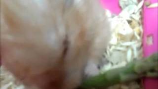 7 Hamsters Eating Asparagus [upl. by Hillari]