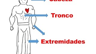 el cuerpo humano para niños cabeza tronco y extremidades [upl. by Osber]