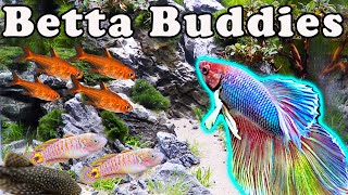 The Best Buddies for Your Betta What Fish Can Go WIth Your Betta [upl. by Nellda]