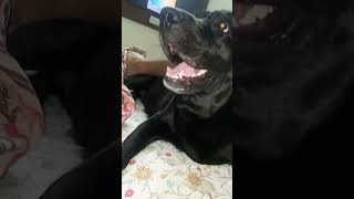 Lo kar lo mazee zindagi mei love baby dog funny trending [upl. by Yartnoed]