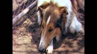 Lassie Come Home  Original Theatrical Trailer [upl. by Rajiv126]