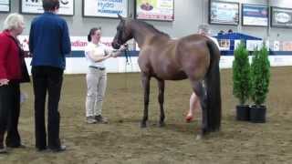 Gracie in Sport Horse In Hand ATH [upl. by Chill]