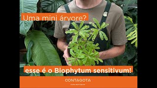 Biophytum sensitivum vem conhecer essa mini árvore [upl. by Jempty]