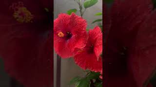 Hibiscus 🌺 yt ytshots ytviral plants floweringplant flowers houseplants ytshorts trending [upl. by Orthman135]