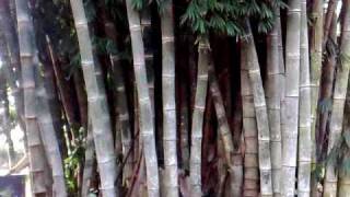 touceira de dendrocalamus giganteus [upl. by Ailb598]