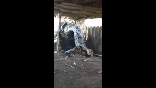 Giant python eats whole cow alive in India [upl. by Silecara]