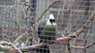 Witkuiftoerako  Whitecrested turaco ZOO Antwerpen [upl. by Carmelle425]