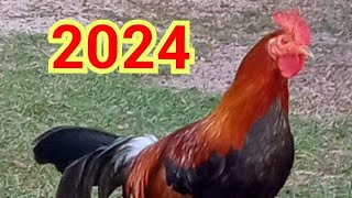 Best Backyard Chicken Breeds 2024 Stags and Pullets Irish Grey Blueface Hatch [upl. by Tortosa]