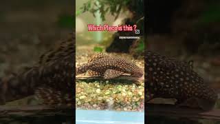 Is This the RAREST Pleco Species pleco plecofish catfish aquarium [upl. by Kciredohr]