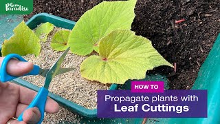 How to take leaf cuttings  Leaf propagation guide [upl. by Ativla]