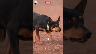 Australian Kelpie 🧠🐕 The Genius Herding Dog🐾woofpassion AustralianKelpie SmartDogs pets [upl. by Kunin]