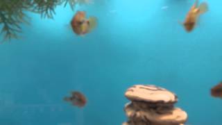 Salvini Cichlids [upl. by Hafeetal121]