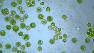 Chlamydomonas Chlorophyta [upl. by Robi]