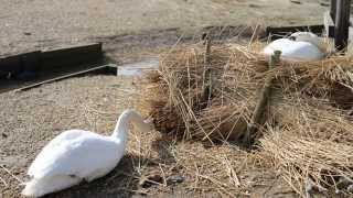 Swans in April at Abbotsbury Swannery Dorset [upl. by Deedee709]