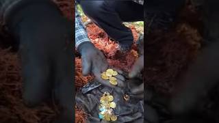 gold hunting dog 🐕🤑  metaldetecting treasurehunt shorts bog [upl. by Kyl40]