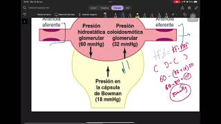 2 Presiones Renales  Fisiología Renal Fuerzas de Starling [upl. by Marina977]