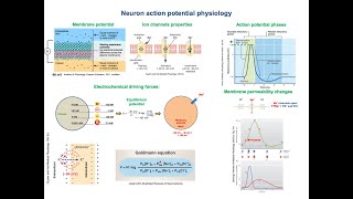 Neuron action potential physiology [upl. by Atselec]