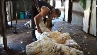 sheep shearing in Australia [upl. by Livia777]