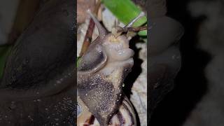 Closeup of snail eating fruit  Thelifeofallthings555 shots [upl. by Garaway890]