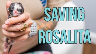 Saving a OneDayOld Kitten Rosalita [upl. by Nomead]