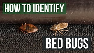 How to Identify Bed Bugs [upl. by Nilrac]