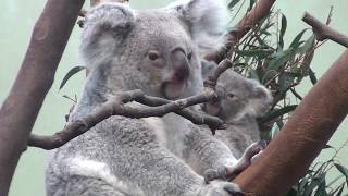 ZOO Planckendael  koalas and baby koala Sassafras [upl. by Stilwell]