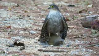 Accipiter striatus predando Turdus leucomelas Hotel Fazenda APM LFAF [upl. by Nodyarb]