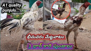 మొత్తం 3 థార్ కారి పుంజులుభీమవరం జాతి మేట్టవాటంటాప్ క్వాలిటీ76758 95905 [upl. by Eimareg820]