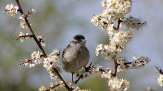 Blackcap and its song [upl. by Gnilrad507]