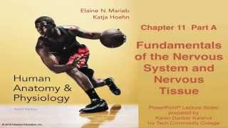 Anatomy amp Physiology Chapter 11 Part A Nervous System amp Nervous Tissue Lecture [upl. by Ricarda]